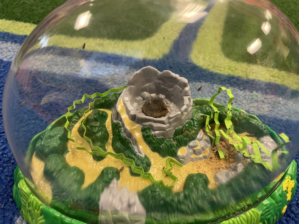 beccalong21's tweet photo. Ladybug larva arrived today. Such excited children. ⁦@TCESLeadTeacher⁩ ⁦@tegacaytitans⁩ ⁦@brigitteawagner⁩ ⁦@LisaLHLucas⁩ ⁦@TegaAp⁩ https://t.co/UFfyFPr2F3
