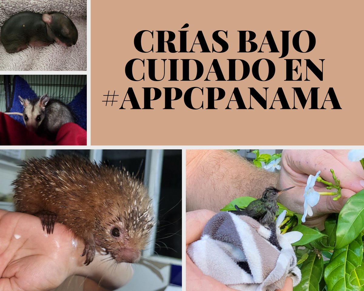 APPC_Panama's tweet photo. En #appcpanama trabajamos 24/7 al cuidado de crías rescatadas,  por lo pequeños que son demandan muchas horas de cuidados especiales #appcpanama #Panama https://t.co/1HF0RWv4rX