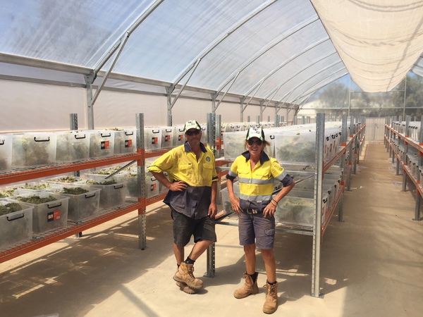 Iconyx1's tweet image. What is the Hudson Pear &amp;amp; why is it a critical hazard to biodiversity? 

Find out how Castlereagh Macquarie Council eradicated this invasive cactus species using Iconyx’s #SummitBiosecurity System.

Read the full article ⬇
bit.ly/3vUBlDt

#CMCC #RapidMapSoftware #Summit