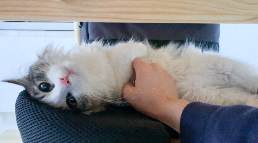 reku1025's tweet photo. おはようニャン💕💕
今日も可愛いでしょ？？😽💕

#ねこ
#ラガマフィン
#猫好きさんと繋がりたい
#猫のいる暮らし https://t.co/6GgacHLMmv