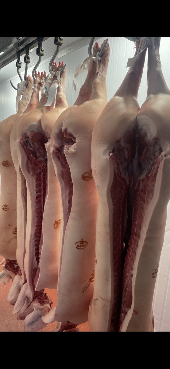 Capital_Meats_'s tweet photo. Hereford beef through this week and some stunning pigs, next week more Oxford Sandy black and Aberdeen Angus 😍 #sussex #highwelfare #meat https://t.co/TNYnc0gtus