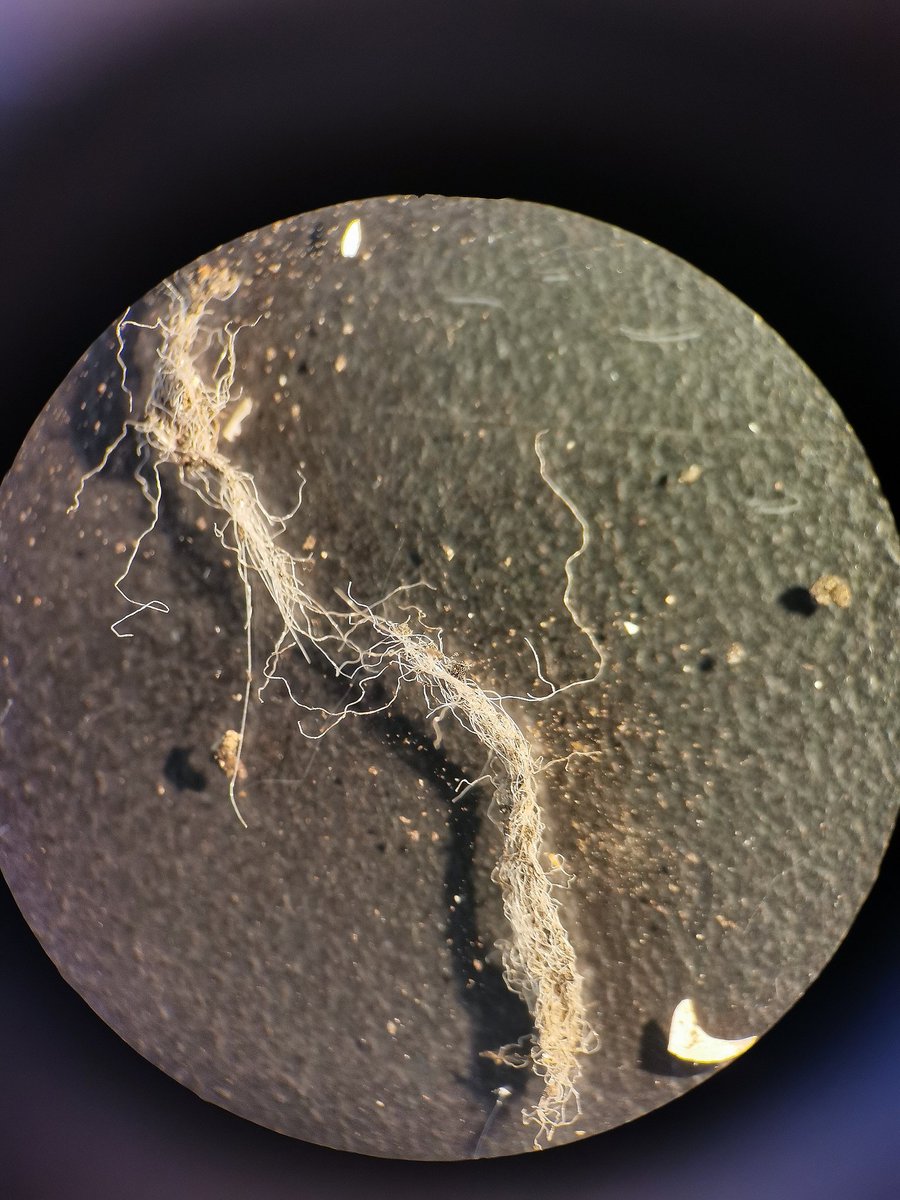 Dr. Elvis Genbo Xu tweet media