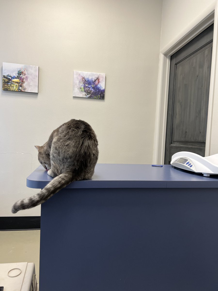 KaiyllCrypto's tweet photo. @0xmoxxa I’m currently at the vet with my cat that I love so much. Anything would help with the vet bills ❤️ https://t.co/xsvmeKAVYP