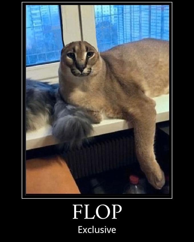 Sensei Floppa . . . . . . #ploob #floppa #floppafriday #caracal #caracalcat  #floppagang #memes #epicmemes #funny #flopfonohoe #ploobsday…