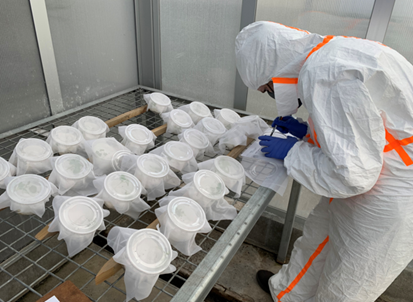 The <a href="/Bugologists/">Insect Ecology NZ</a> <a href="/plantandfood/">Plant & Food Research</a> have been busy over the summer setting up trials, testing treatments and collecting #Data both in the #Laboratory and in the field #WomenInScience