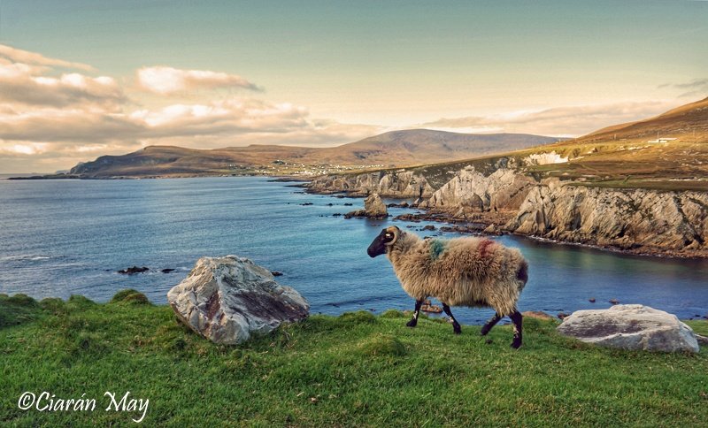 Walking the walk.
#AchillIsland #CoMayo #Ireland