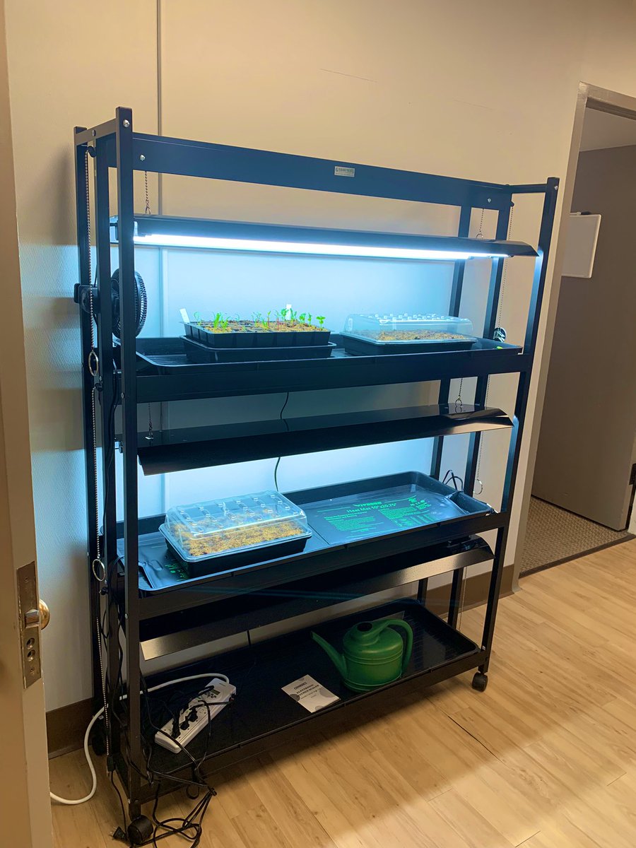 This year, thanks to a grateful patient donation, we’re starting our seeds on a new setup in the department, with space for over 150 plants!🌱🥰 #GardenMedTwitter #GardeningTwitter #foodinsecurity