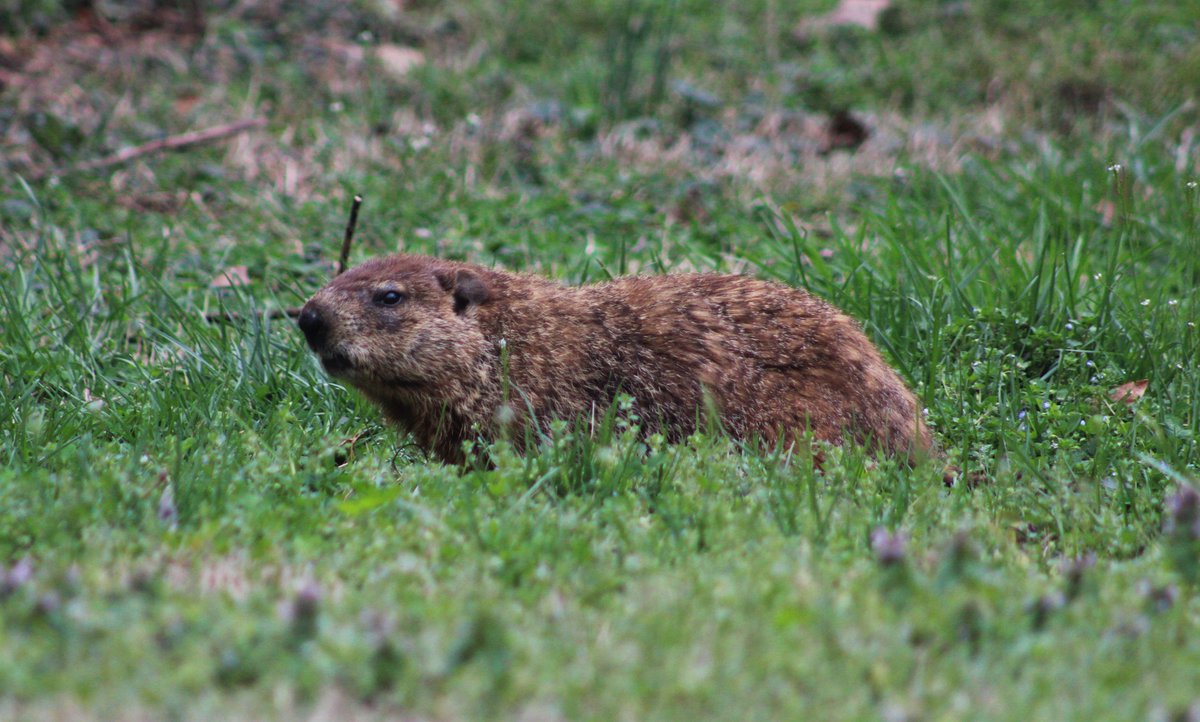 SophiaCarmelT's tweet photo. Hogging the yard.
#groundhod #knoxville #scruffycity #urbanwildlife #backyardbiodiversity https://t.co/RhDUAf3CoE