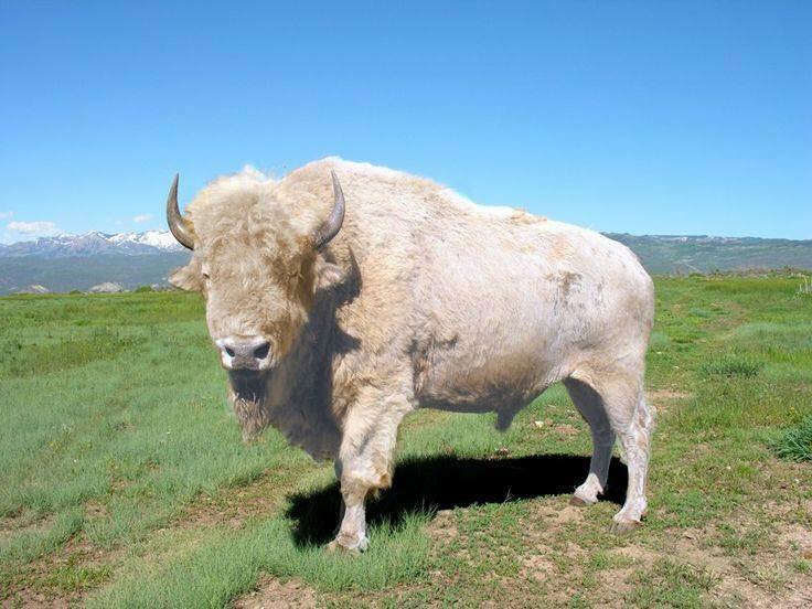 Type ' White Buffalo ' If you've ever seen a white buffalo before!