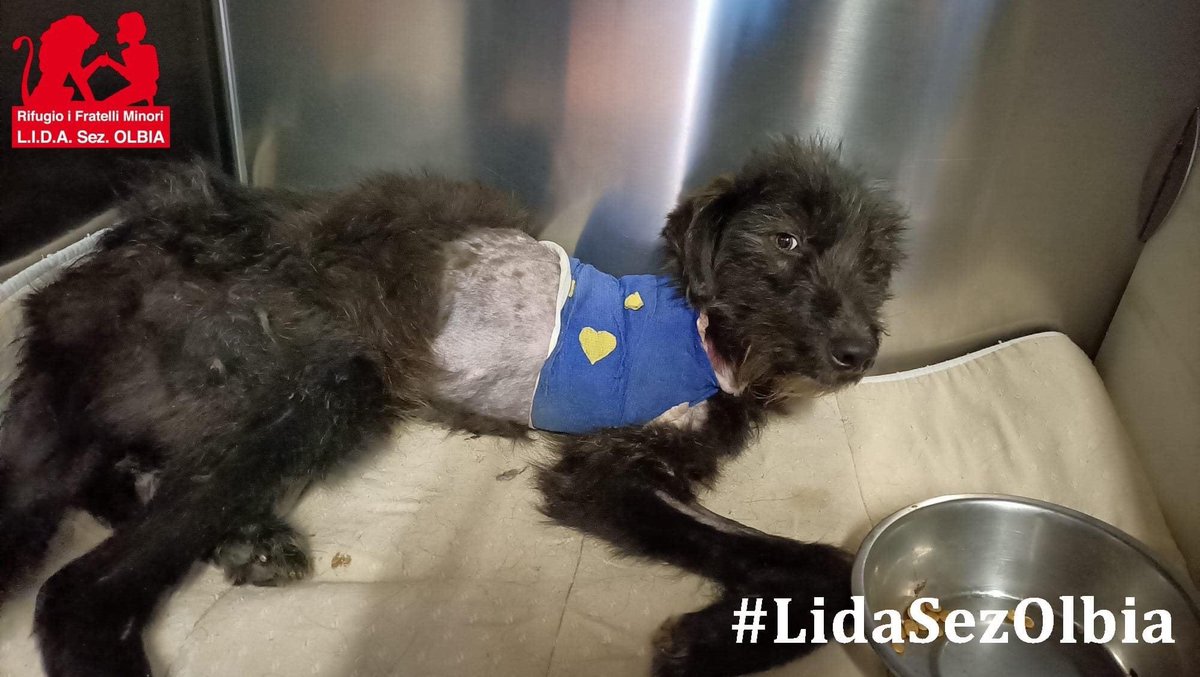 LidaSezOlbia's tweet image. Nonostante tutto il male subito #Julian è un cane di una dolcezza unica, meraviglioso. È uscito dalla clinica e trascorrerà il #postoperatorio al rifugio, ricoverato in ambulatorio dove sarà tanto coccolato. 
lidasezolbia.it/donazioni/

l'album
facebook.com/media/set/?set…