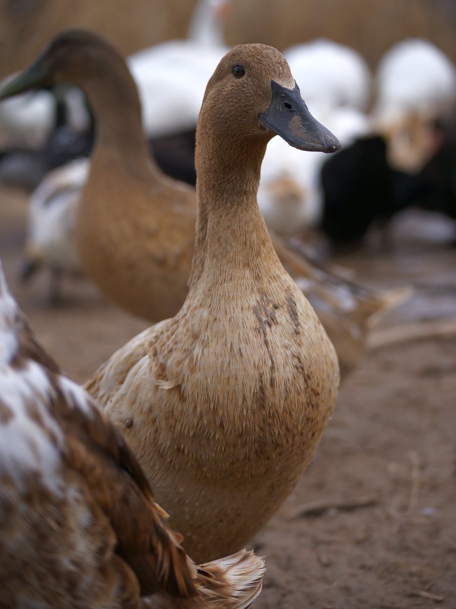 DashDucks.tv tweet media