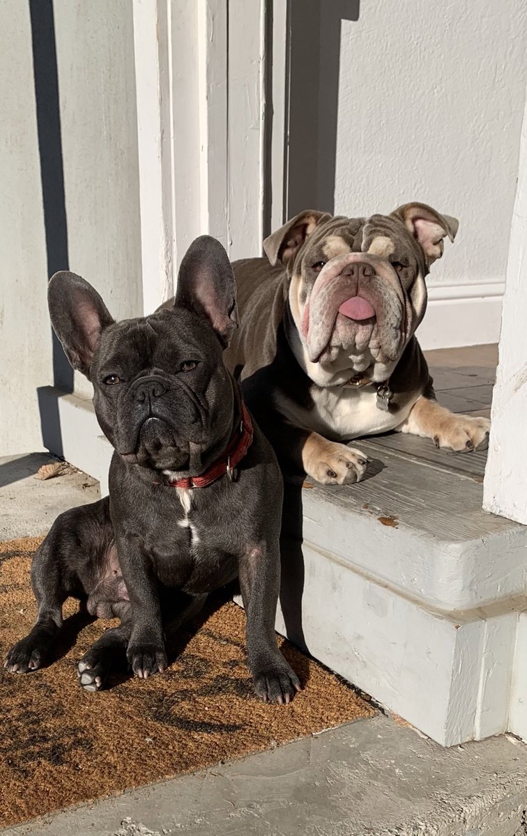 hannahsalinas__'s tweet photo. My fur baby Blue went missing last night. Last seen around McDonald Park and South Central area. He was wearing a red collar with a bone shaped name tag. Please let me know if you have seen or heard anything regarding his whereabouts, just want my fur baby back home safe 😭 https://t.co/wsvvwXUfVg