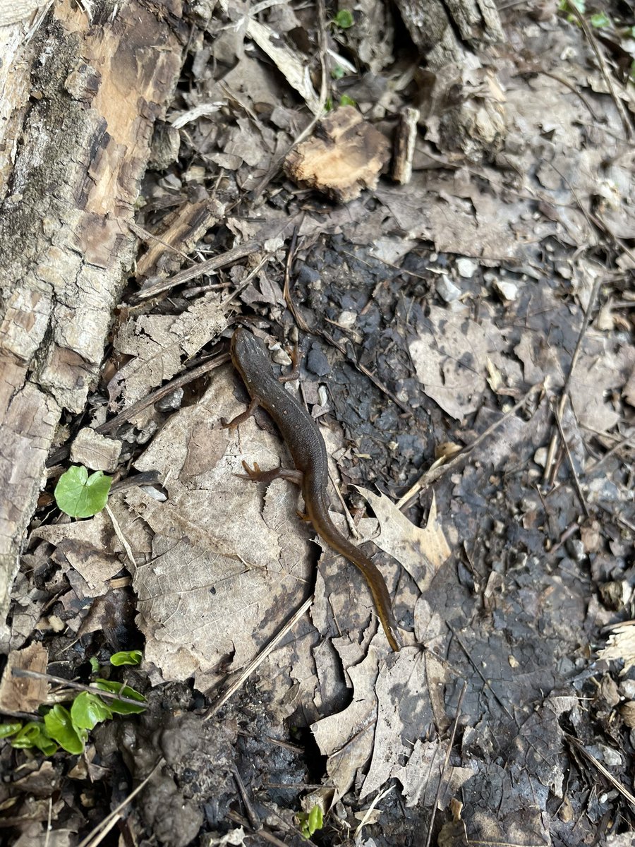everett_jbc's tweet photo. Had so much fun hiking, learning, and exploring the what’s “beneath our feet” @cincynature @WestCler #MerwinMustangs https://t.co/nve5agrOqQ