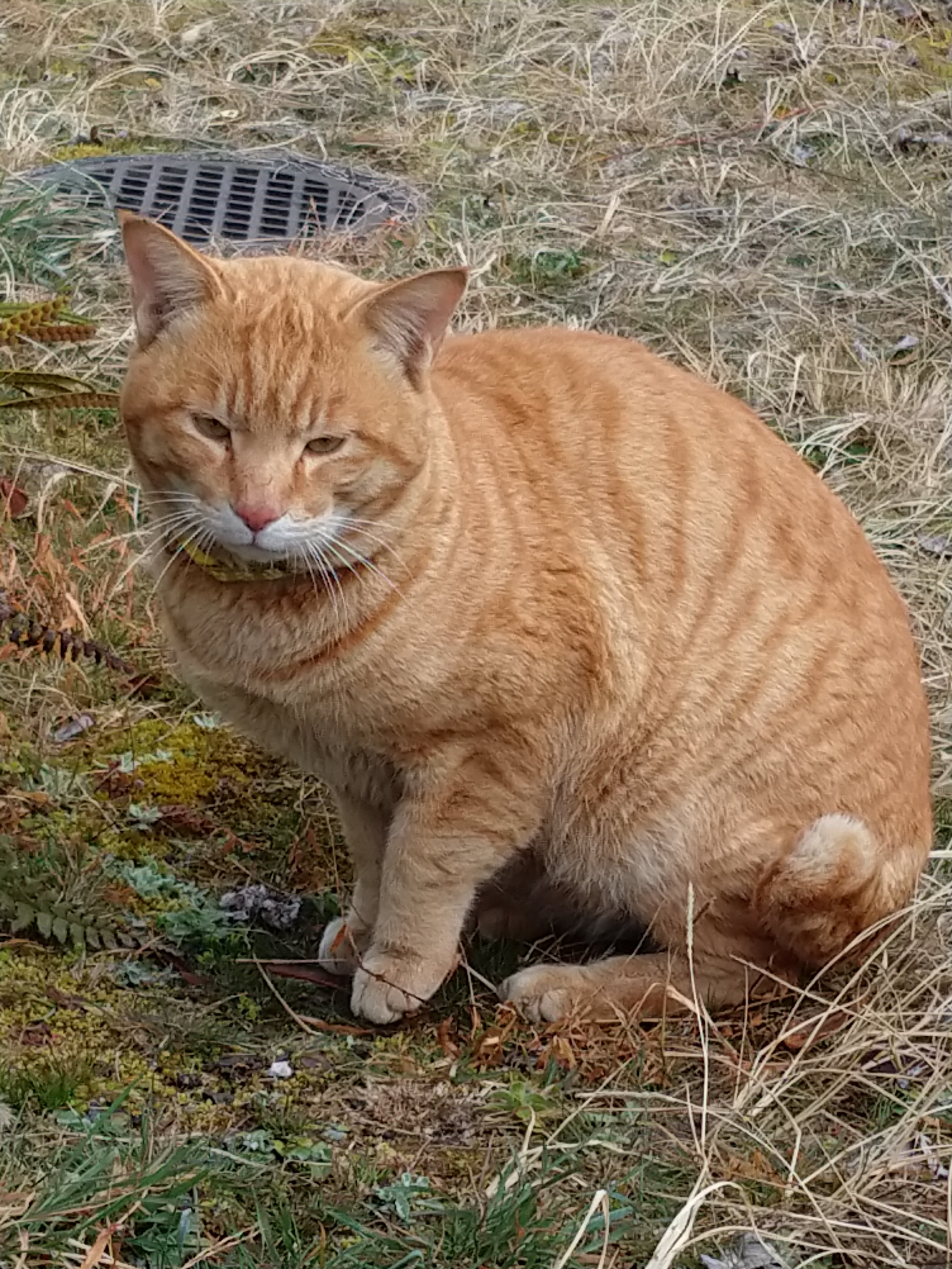 Stray-Cat様専用ページ | www.gamescaxas.com