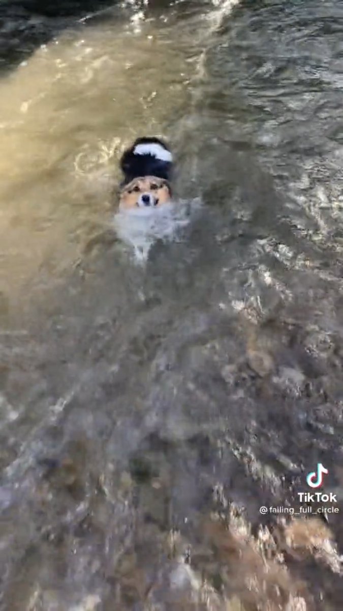 ZackNewsMan's tweet photo. @dog_rates New contender for “this is fine” 😂😭 https://t.co/aNlRLXNonW