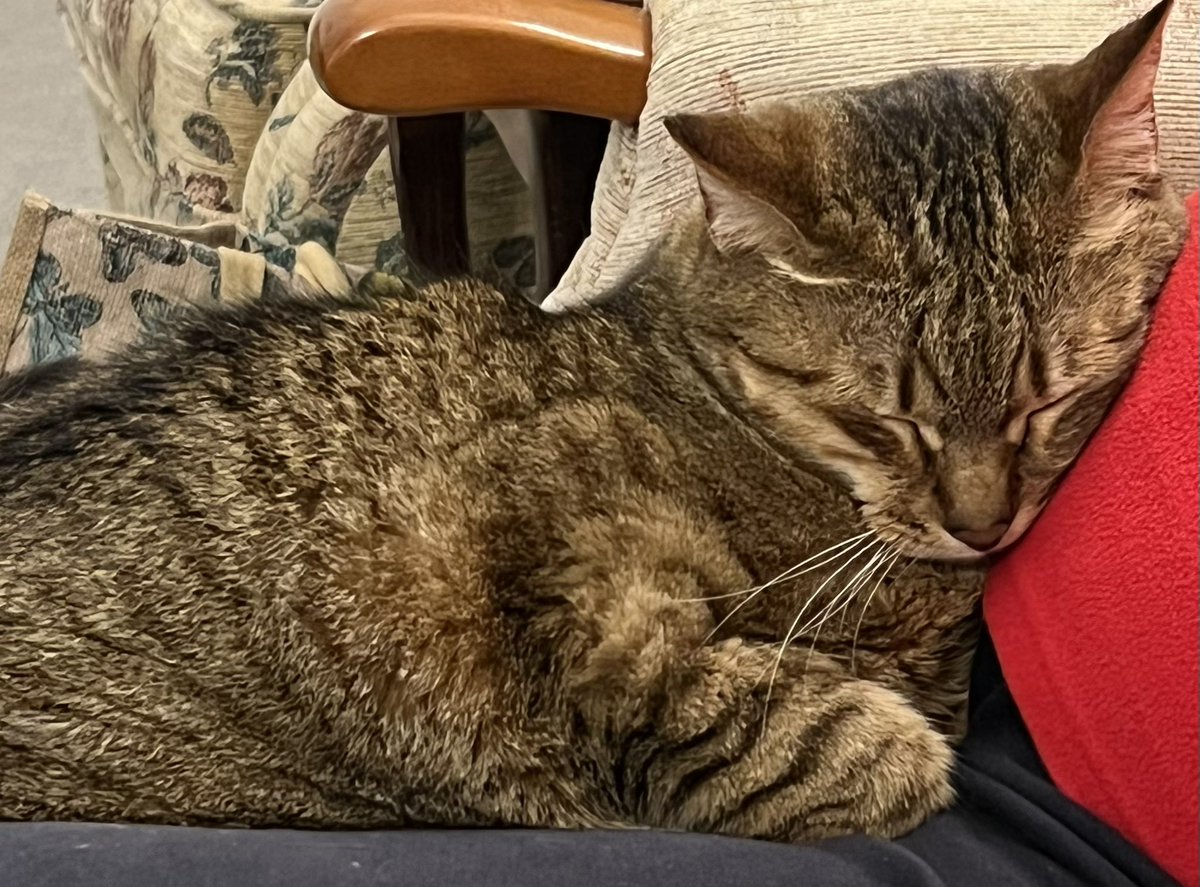 Pushca the Briery Cat tweet media