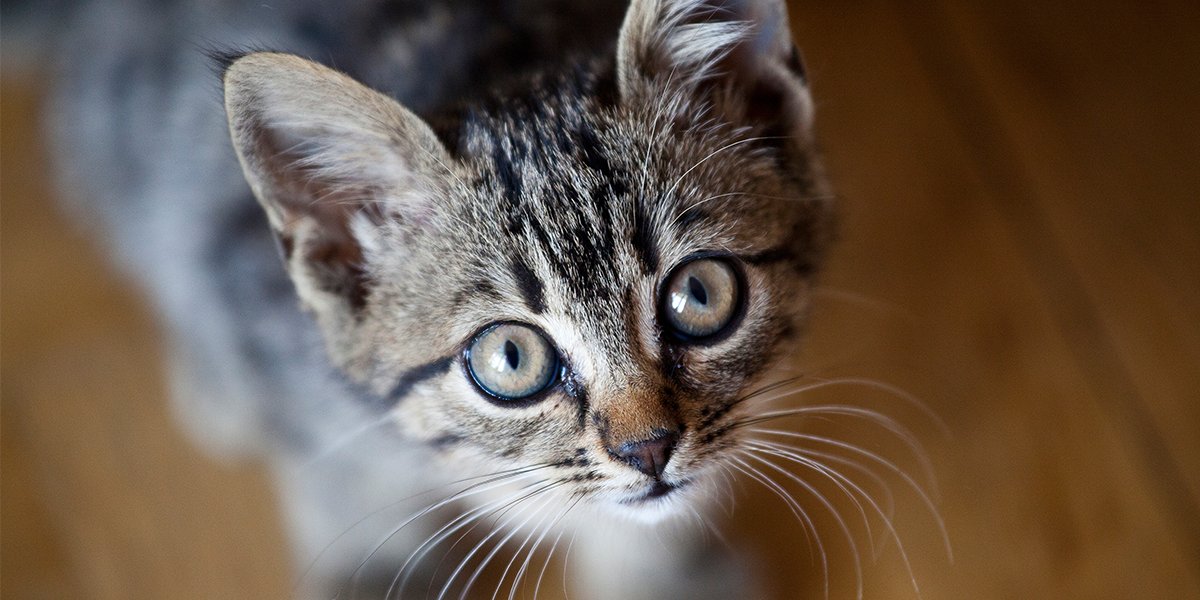 Don't forget our message:
Are you looking for a furry friend to become part of your family? Consider adopting a dog or cat from your local animal shelter. An adopted pet will give everyone unconditional love and company.