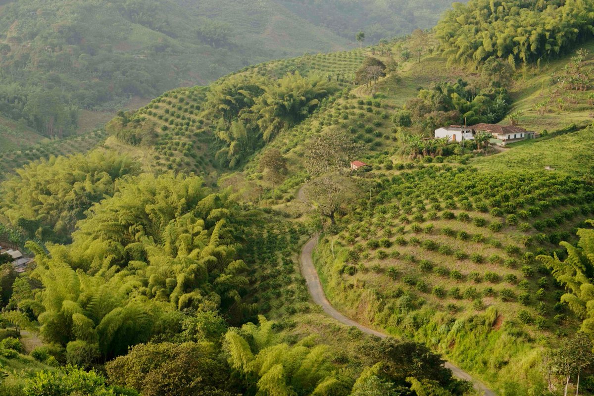 farmfoliocol's tweet photo. ¡Que hermosas las fincas de limón tahití! 😍

La industria está llegando a un 60% de crecimiento en las exportaciones del año pasado ✅

Si usted quiere participar en este dinámico negocio, contácese con nosotros 📱

📥 contacto@farmfolio.net

#LimonTahiti #fincascolombainas https://t.co/xvcLjdlAPB