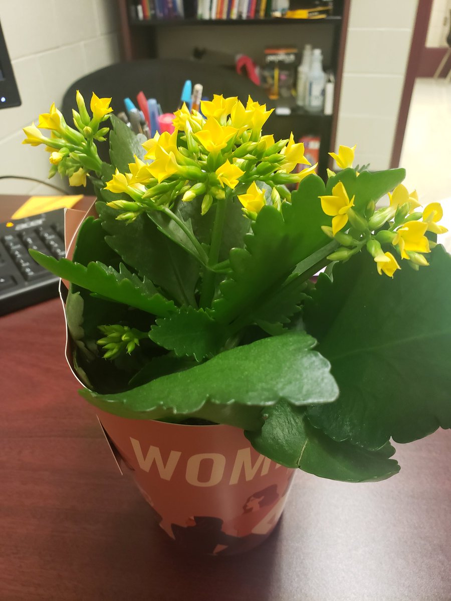 Kat2Noel's tweet photo. I work with the most kind and thoughtful people @SunnyViewMS. These flowers brought me joy. Thank you 💙💛❤ #svfam #WellbeingWednesday #NationalWomensDay https://t.co/IoNzlNWbuk https://t.co/t4Iimncf5D