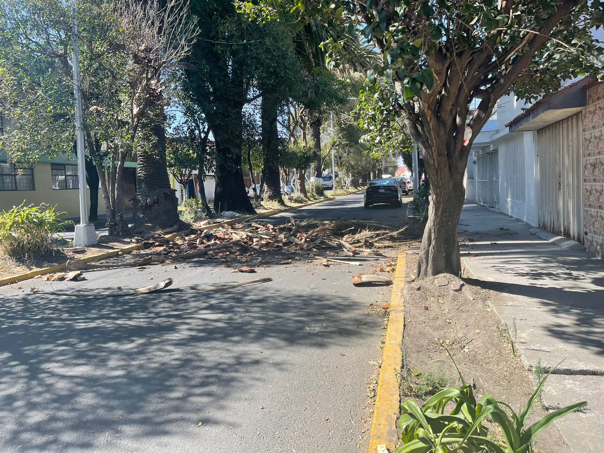 CMaestroFederal's tweet photo. @eduardorivera01 Se solicita por favor el retiro de la malesa de una palmera que se desgajo, puede causar un accidente debido a que esta en el carril de alta en la Av. 15 de Mayo entre C. Pestalozzi y C. Montessori en la Colonia Maestro Federal. https://t.co/XH4tAxWl7c