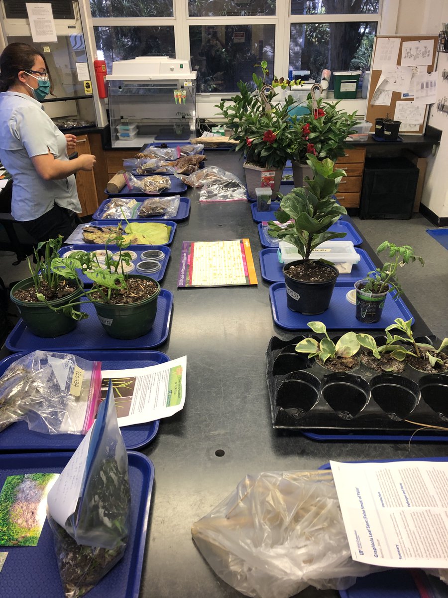 ClinicPlant's tweet photo. Educational Tours/Open house are back! Glad to have students visit the Plant Clinic and learn about diagnostics and my team's research. Especial thanks to @jumsoares1 and @Salvador_PhD for organizing the "show and tell" 🤓🧫🍄 @NPDN @APS_Extension @UFTropical @UFTropical https://t.co/gRy3uZT8cb
