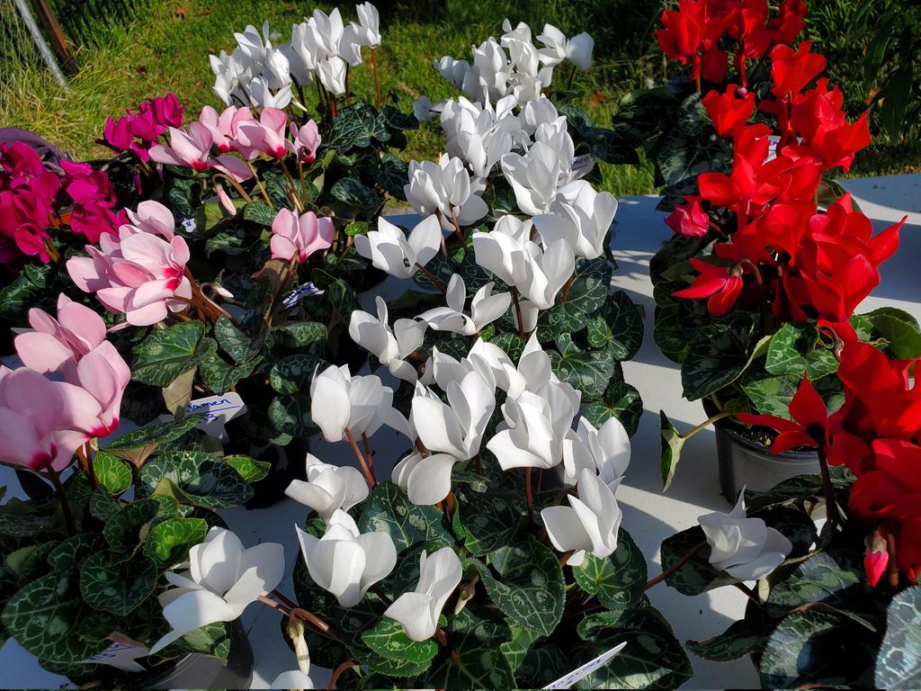 ConcreteChefs's tweet photo. #Cyclamen back in #stock 
All #colors
#concretechefsgarden #concrete #chef #garden #etsy #etsyseller #shopsmall #etsydeals #liveplant #gardening #spring #springflowers #flowers #red #white #pink #fuschia #foliage #groundcover https://t.co/5FV42eBR4c https://t.co/UmkuhXpsTV