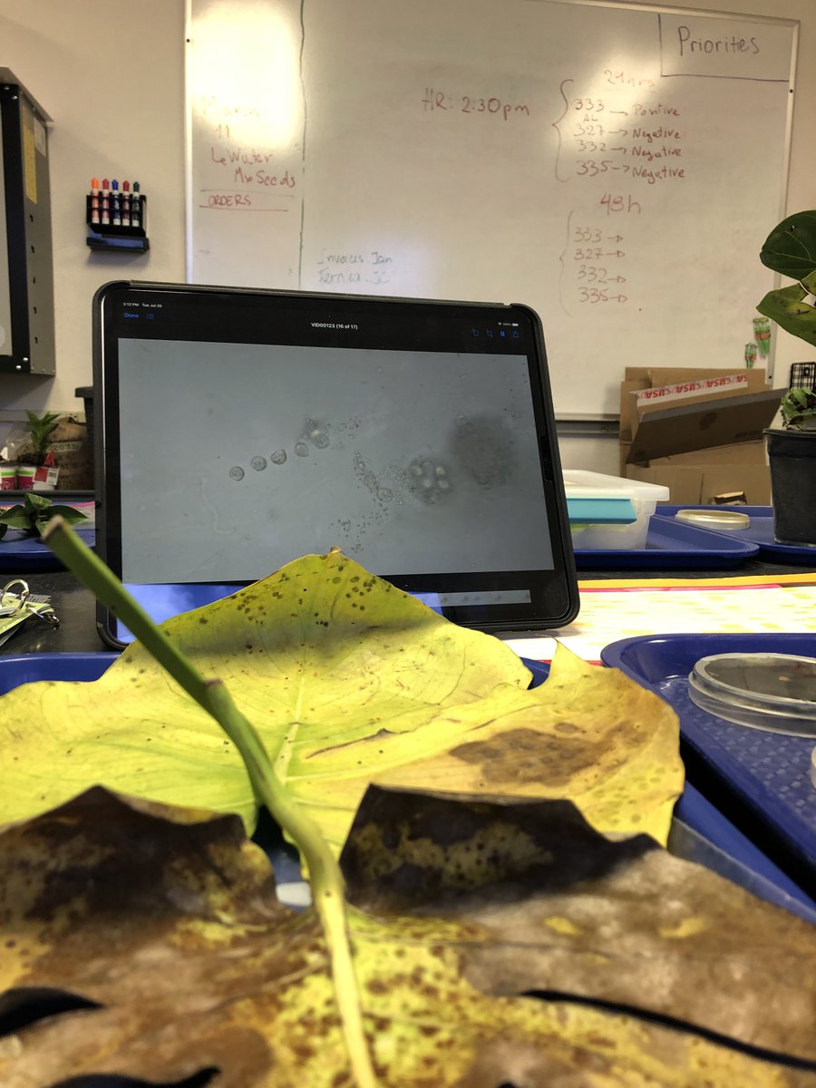ClinicPlant's tweet photo. Educational Tours/Open house are back! Glad to have students visit the Plant Clinic and learn about diagnostics and my team's research. Especial thanks to @jumsoares1 and @Salvador_PhD for organizing the "show and tell" 🤓🧫🍄 @NPDN @APS_Extension @UFTropical @UFTropical https://t.co/gRy3uZT8cb