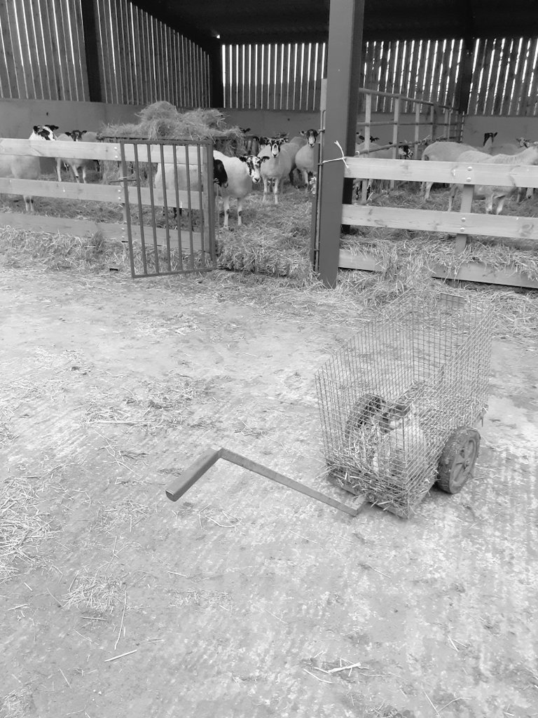 jesscollins87's tweet photo. Patience!!!! 
#lambing2022 https://t.co/00shL97k2S