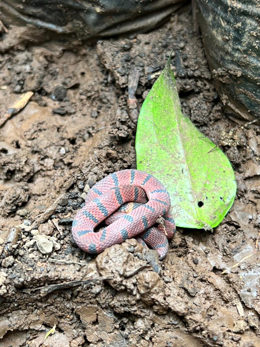 joate73's tweet photo. @Herpeto_cosas ¿falso coral?
Catemaco, Ver. https://t.co/VfBjZ01ePg