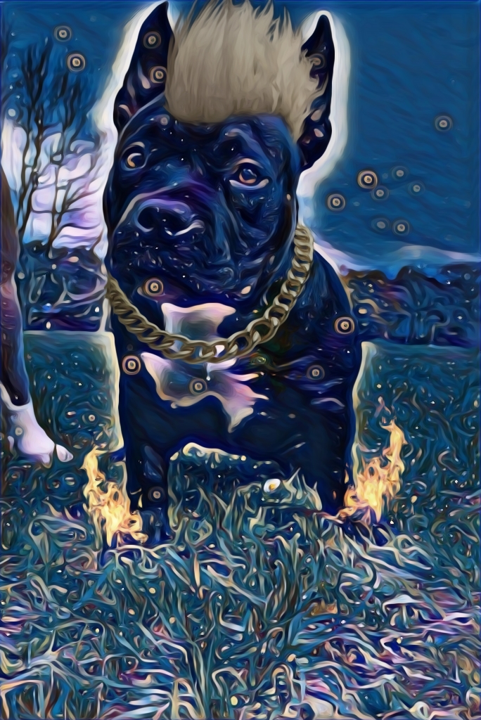 KryptoKidNZ's tweet photo. @ApeSkyel GM this is my dog Mamba.
https://t.co/cHuxNX5OXo https://t.co/JmVe6gYPyz