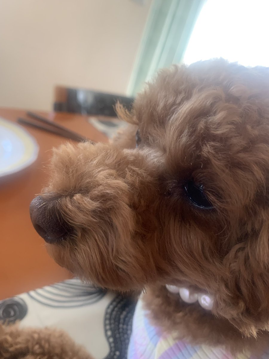 LULU55719082's tweet photo. まつ毛
#いぬ
#トイプードル https://t.co/3IkLqOWBiW