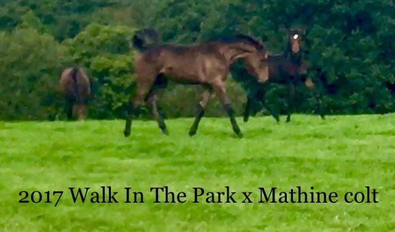 Equichanics's tweet photo. @CatterickRaces @dannyburty Great to see Mr. John Lightfoot’s #Mathine offspring doing his job well. He was a memorable foal. Very well put together. Hopefully his #Yeats sibling, born this year, will follow winning footsteps. https://t.co/Xi2H5G0TY0