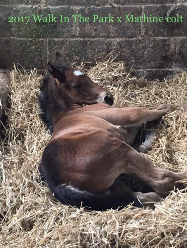Equichanics's tweet photo. @CatterickRaces @dannyburty Great to see Mr. John Lightfoot’s #Mathine offspring doing his job well. He was a memorable foal. Very well put together. Hopefully his #Yeats sibling, born this year, will follow winning footsteps. https://t.co/Xi2H5G0TY0