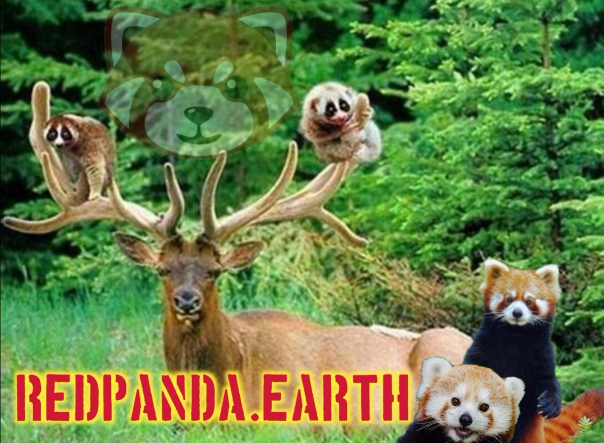 MrSotAman1's tweet photo. @ZOOKEEP123 @PixarTurningRed @redpandatoken got to♥️this beautiful project #redpandatoken https://t.co/wnK9fMt5R4