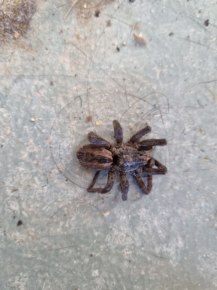 morganitablog's tweet photo. @Arachno_Cosas hola ! La encontré atrás de mi cama ! En Silao Gto 
Será peligrosa ? https://t.co/uFbRJ8z5Uv