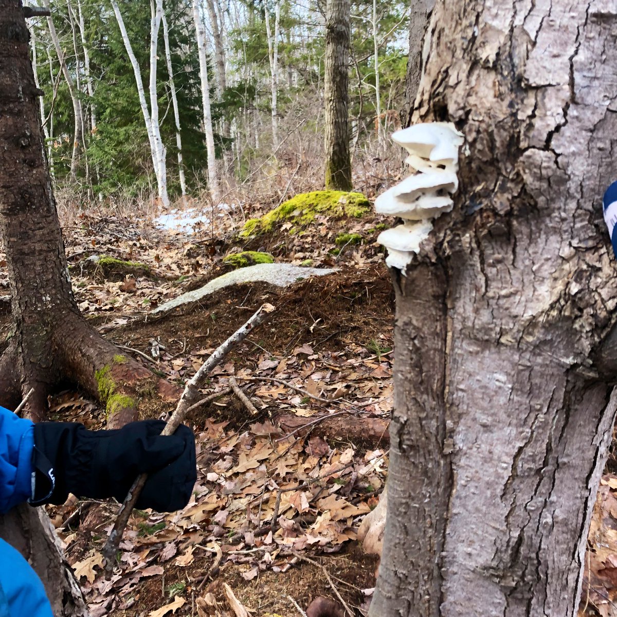 MsSinclair_Ed's tweet photo. A wonderful Wilderness Wednesday in the woods! We found a stick that looked like an antler, drew some nature drawings, measured how deep a hole was with a stick, found some interesting mushrooms and much much more! #TakeMeOutside #ForestSchool #FreshAirLearning #PlayBasedLearning https://t.co/xAuHBovzoH