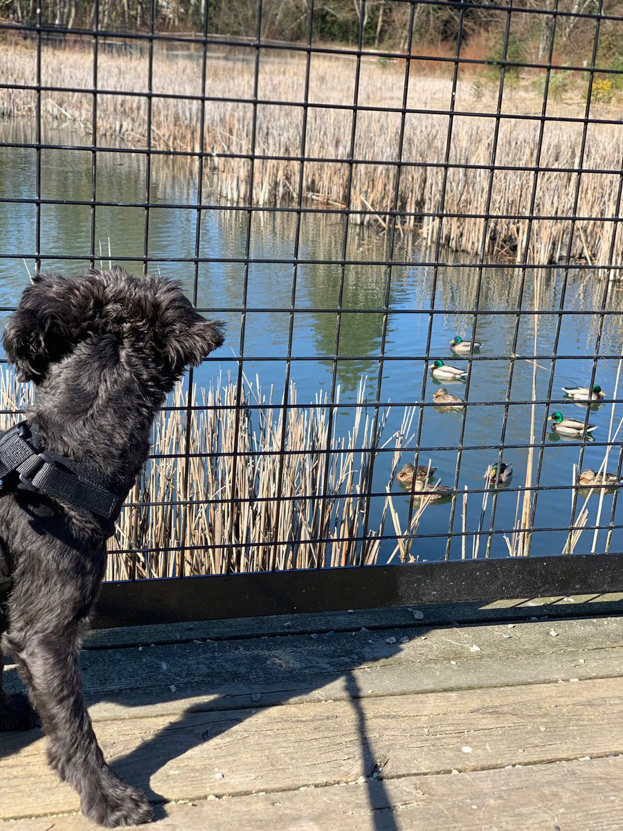 champagnepaaaji's tweet photo. Met some animals today. They’re a bunch of quacks. https://t.co/0uUF7NVpZ5