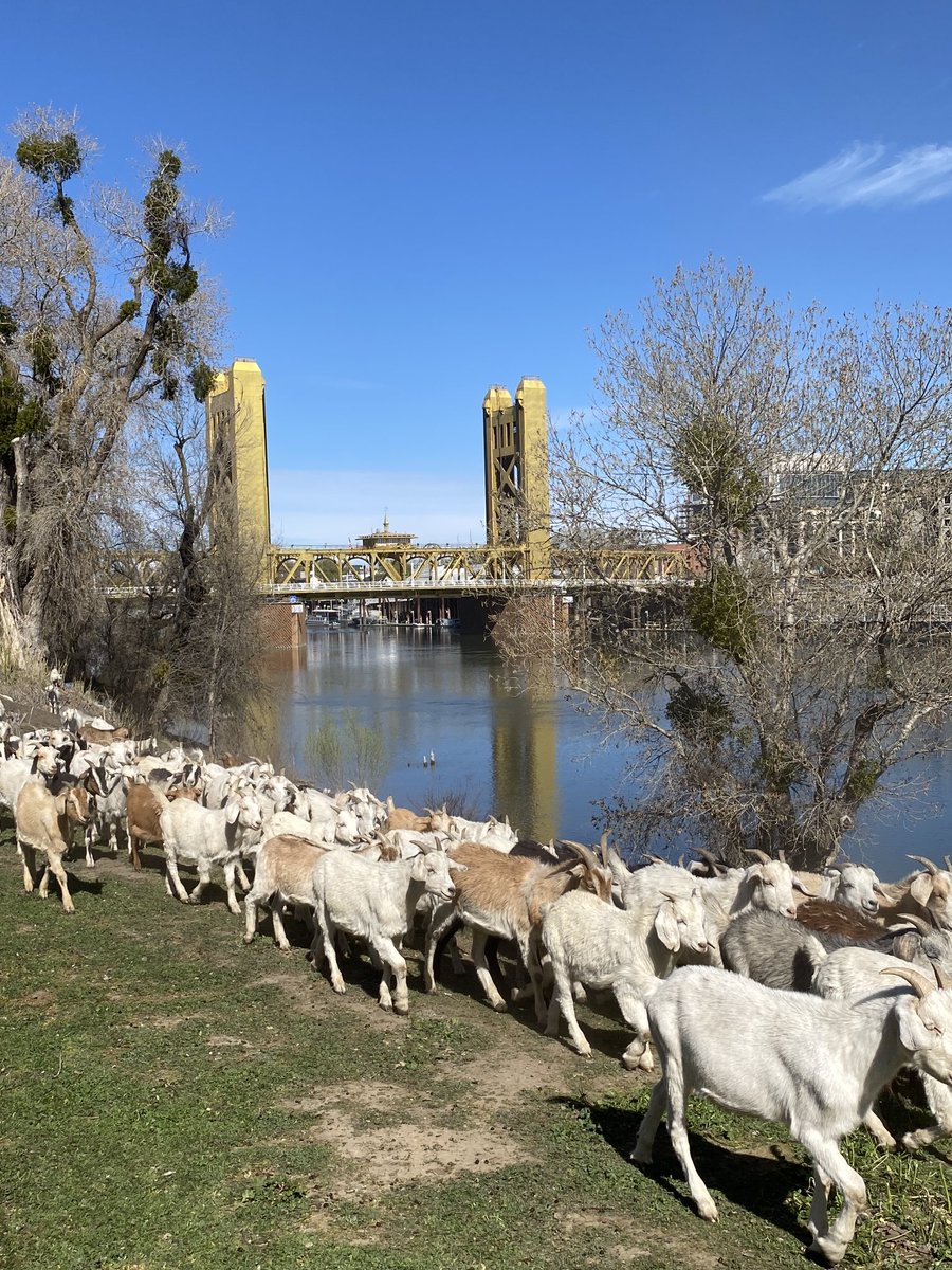 cityofwestsac's tweet photo. The #westsacgoats are working hard today in the Bridge District! They’ll soon be heading to the Barge Canal this weekend. We ❤️ the 🐐🐐🐐🐐! https://t.co/MOuMVjCpmq