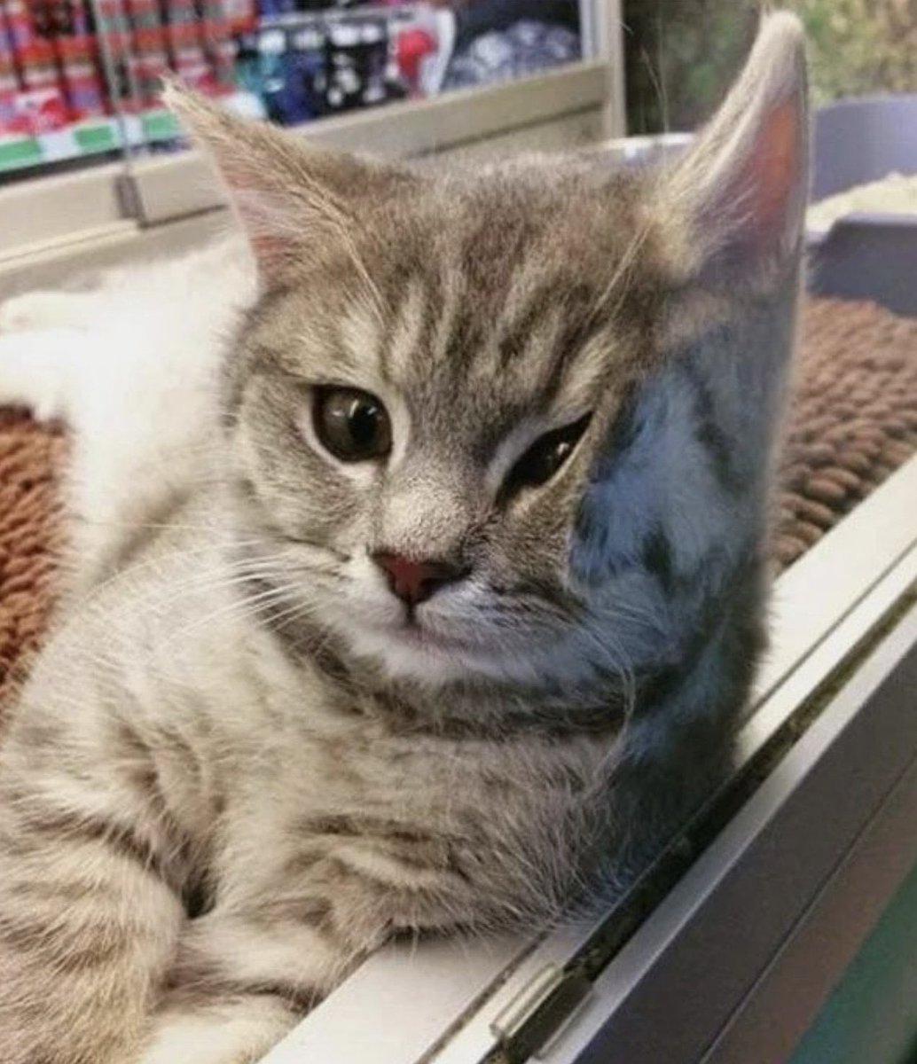kapebeansies's tweet photo. https://t.co/bkKeQgEfTF