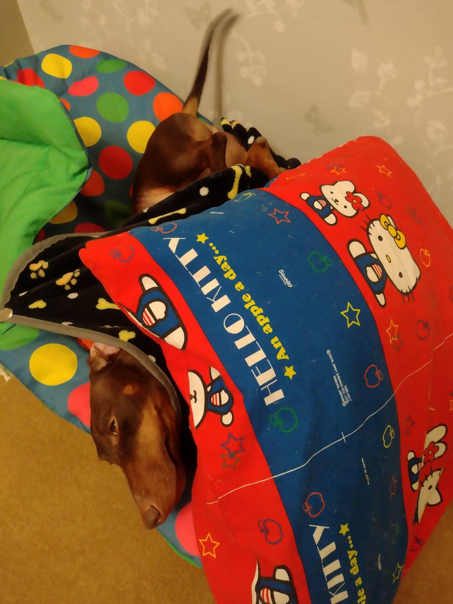 AdventuresCoco's tweet photo. I'm #mad but #comfortable https://t.co/gMdyCaRMUB