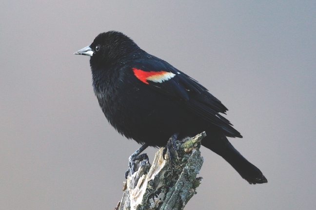 wbuguelph's tweet image. Are you seeing any black birds? We've had reports of not only starlings, but also Red-winged Blackbirds and even a grackle!! Spring is coming!! 😍🌱 #signsofspring #soundsofspring