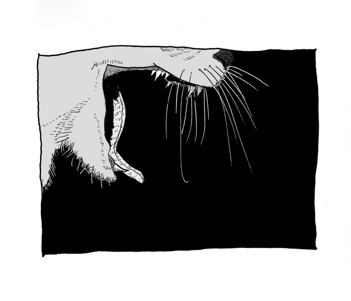 sendotypo's tweet photo. Masahasi Fukase tenía un gato llamado Sasuke #practican2 https://t.co/FXr0dhU8Ei