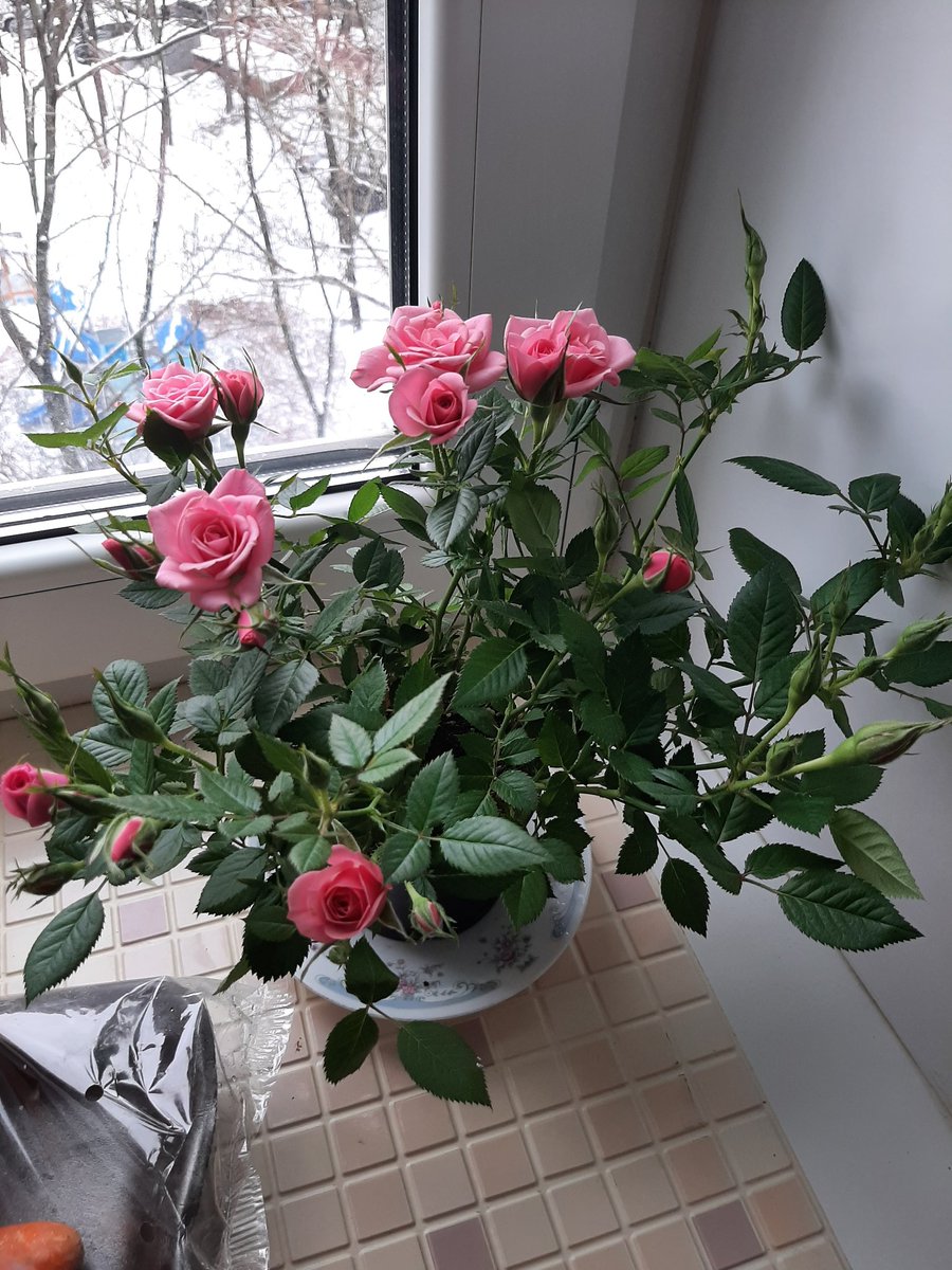 Look, they gave me a flower for March 8🌸