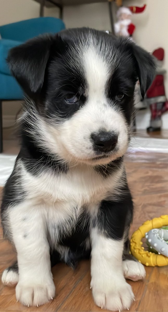 JilliaanP's tweet photo. He has grown so much🥺💙 https://t.co/k0GYagscmD