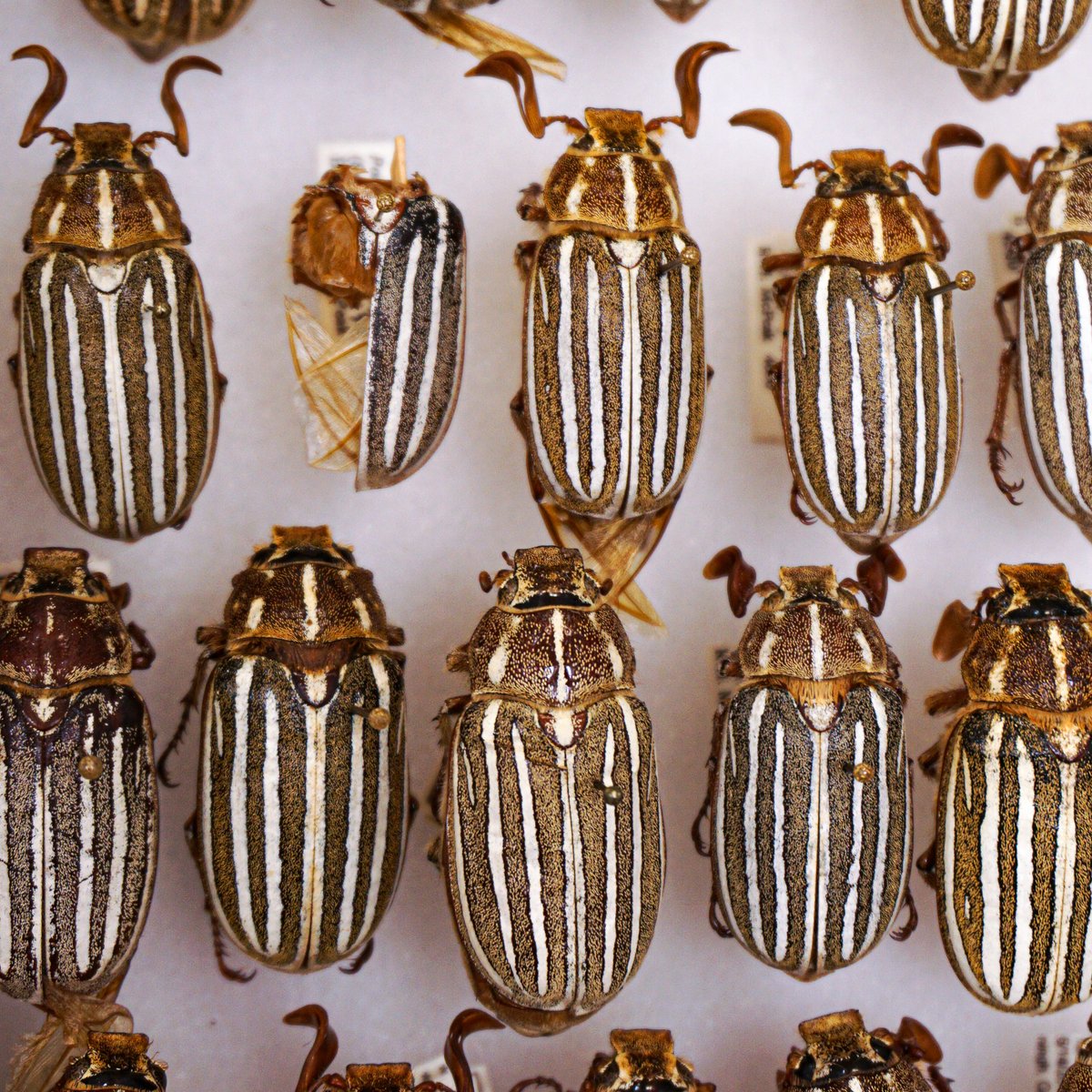 SDNHM's tweet photo. Here's some more of Ron's #scarab beetles for the #BugNerds out there. Who can name them all?
#Entomology @EntsocAmerica @NMNH_Entomology https://t.co/HThDkDe3H4