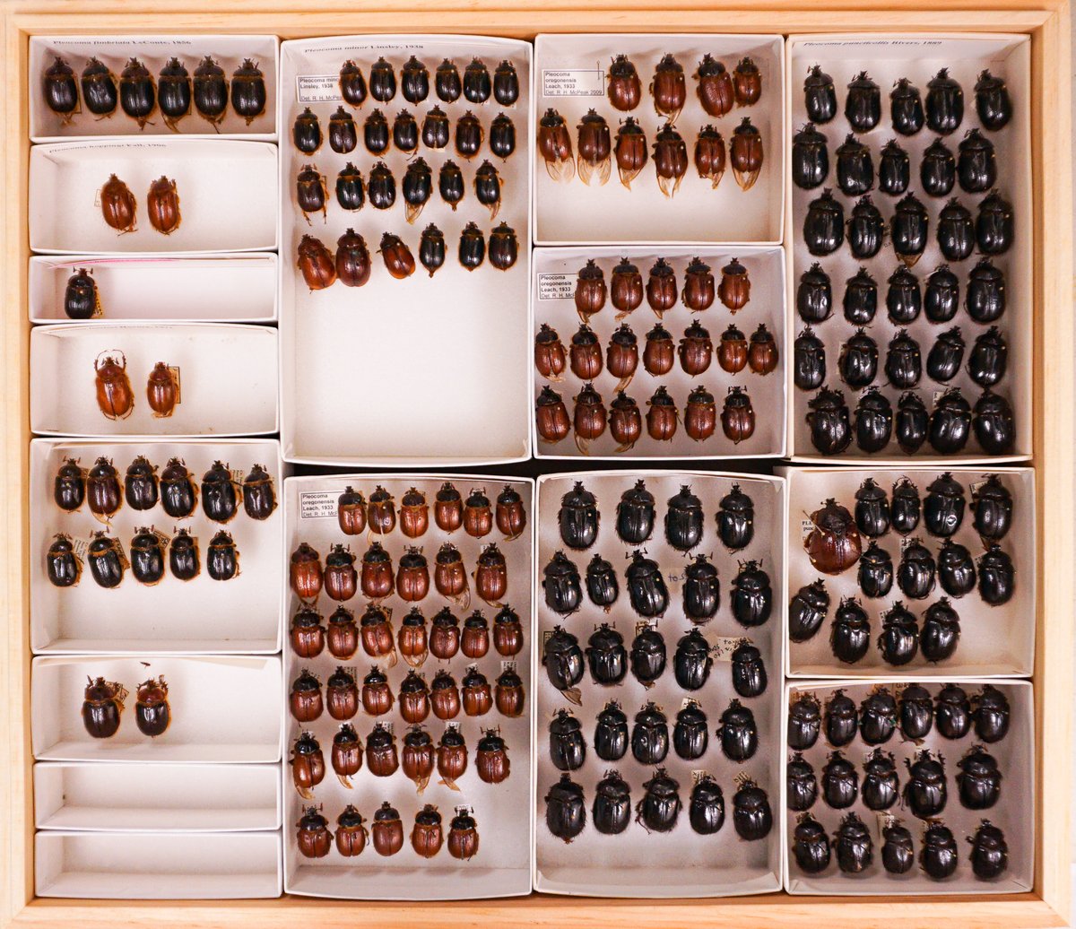 SDNHM's tweet photo. Here's some more of Ron's #scarab beetles for the #BugNerds out there. Who can name them all?
#Entomology @EntsocAmerica @NMNH_Entomology https://t.co/HThDkDe3H4