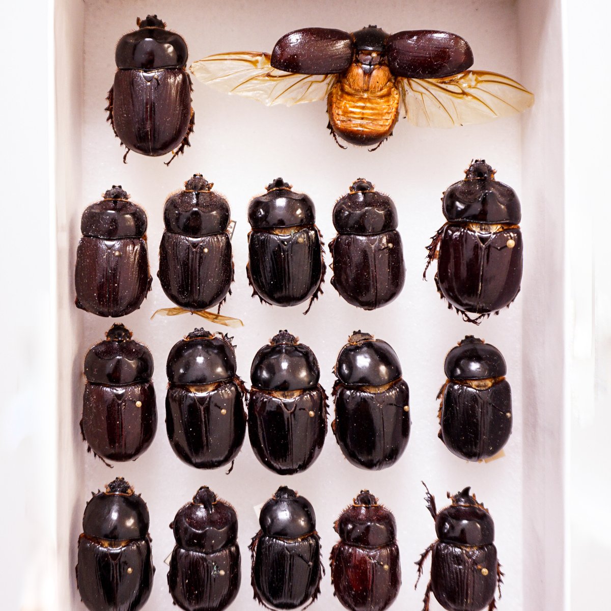 SDNHM's tweet photo. Here's some more of Ron's #scarab beetles for the #BugNerds out there. Who can name them all?
#Entomology @EntsocAmerica @NMNH_Entomology https://t.co/HThDkDe3H4