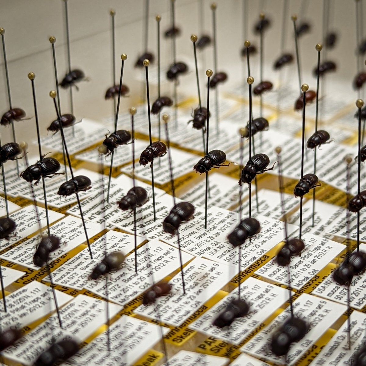 SDNHM's tweet photo. Here's some more of Ron's #scarab beetles for the #BugNerds out there. Who can name them all?
#Entomology @EntsocAmerica @NMNH_Entomology https://t.co/HThDkDe3H4