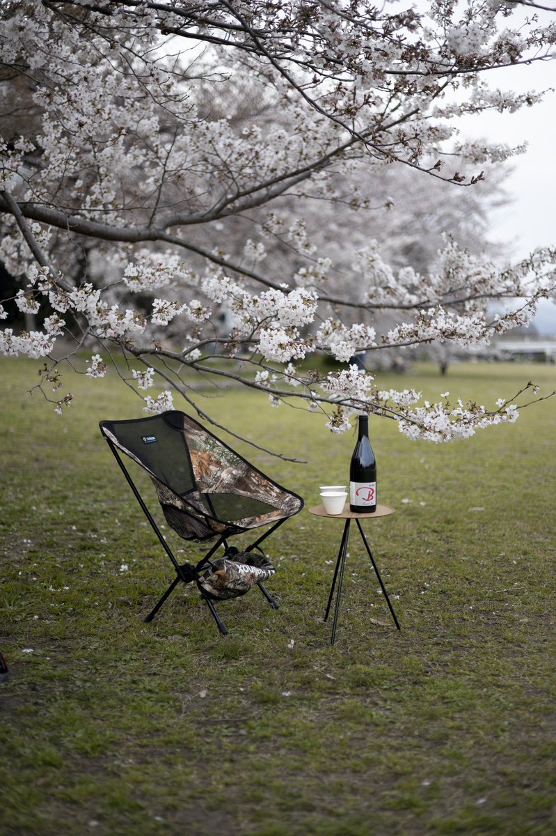 Helvetica_'s tweet photo. 今年も桜満開🌸の鴨川でワイン🍷が呑みたい。

#AlexandreBain
#naturalwine
#wasara 
#helinox 
#chairing https://t.co/Kb7g2fhwvm