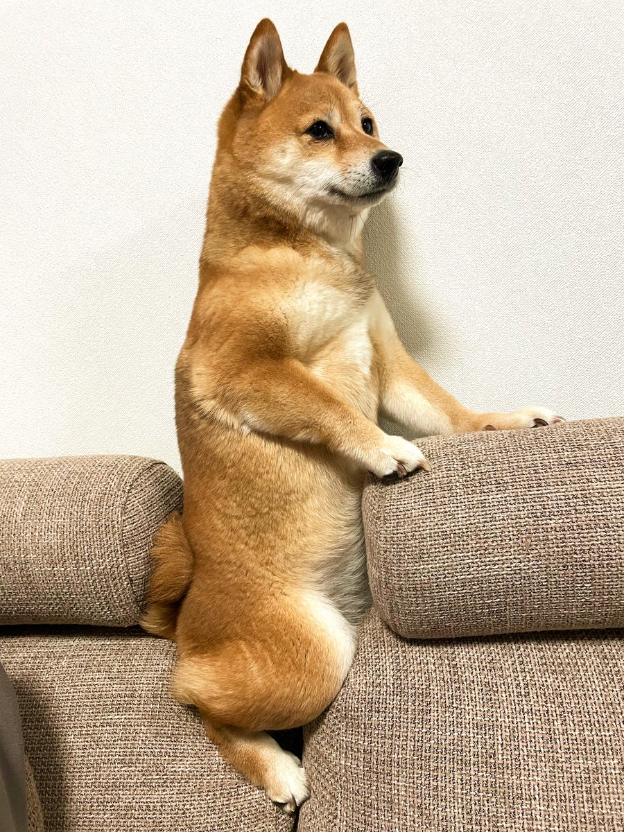 タグ 犬好きな人と繋がりたい の注目ツイート メガとんトラック